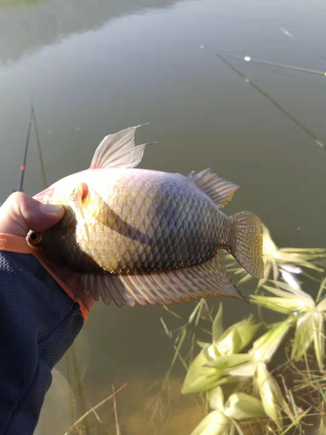 野钓大罗非鱼开饵料教程,野钓大罗非用什么饵料最好