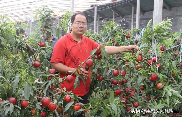 桃子成熟以后裂核怎么回事,桃子桃核裂开怎么回事