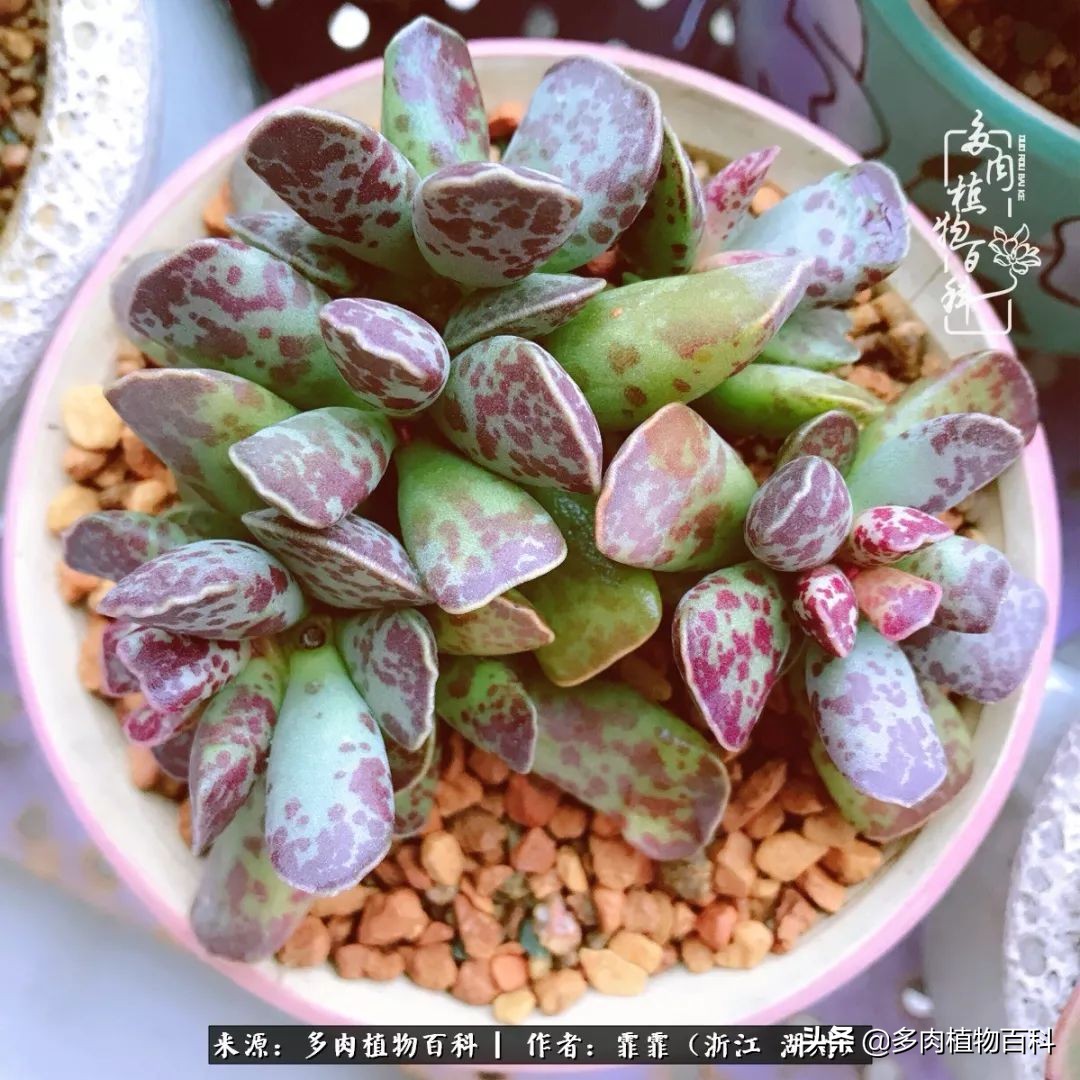 包邮区多肉度夏养护心得,阳台党养多肉怎么度夏