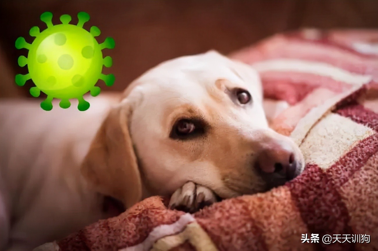 狗子一直咔咔咳和打喷嚏,换季期的狗子一直咳