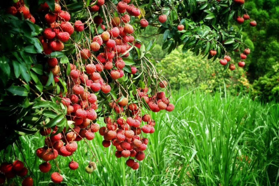 文蕴秀岭，馨怡乐园｜廉江文秀岭农牧场散记