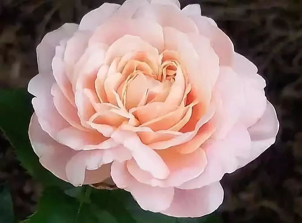 世界上最稀有最名贵的花,世界上最漂亮名贵的花