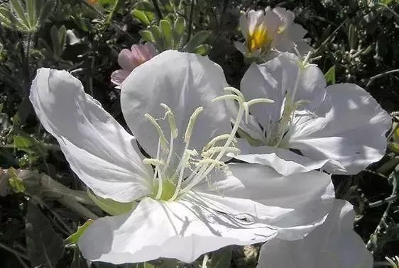 岩石花园景区,岩石园常用花卉