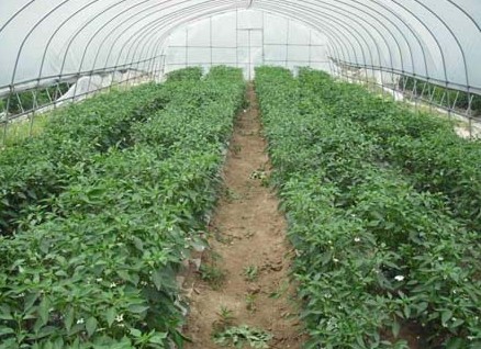 永州专业温室钢架大棚造价,广东蓝莓钢架大棚造价多少钱一平