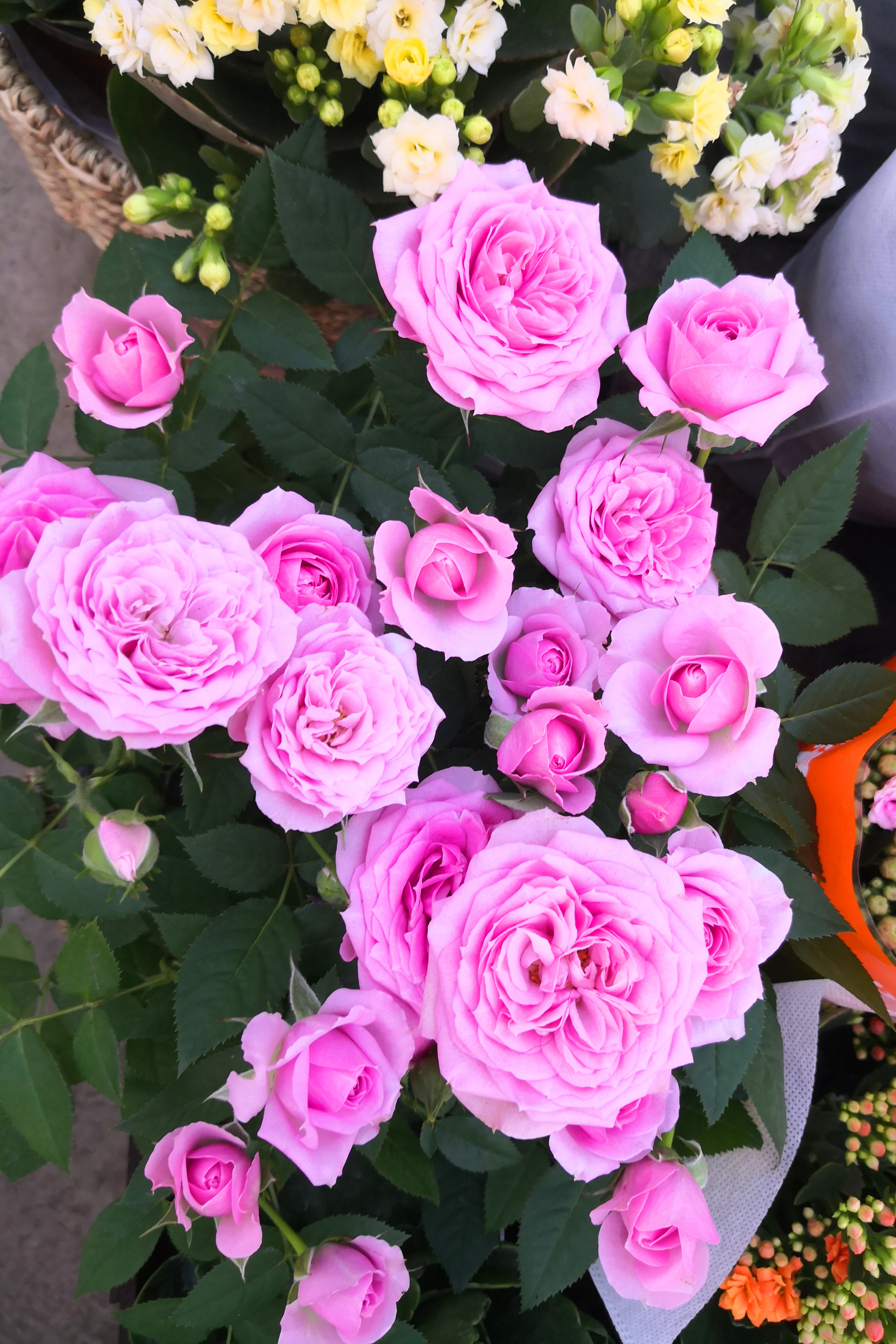 东营最大的花卉批发市场在哪里,东营地区哪里有花卉市场