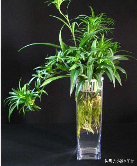 水培吊兰怎么用肥水好呢,水培吊兰怎么才能长得更好