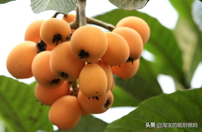 中国最有名的枇杷果,琵琶枇杷果