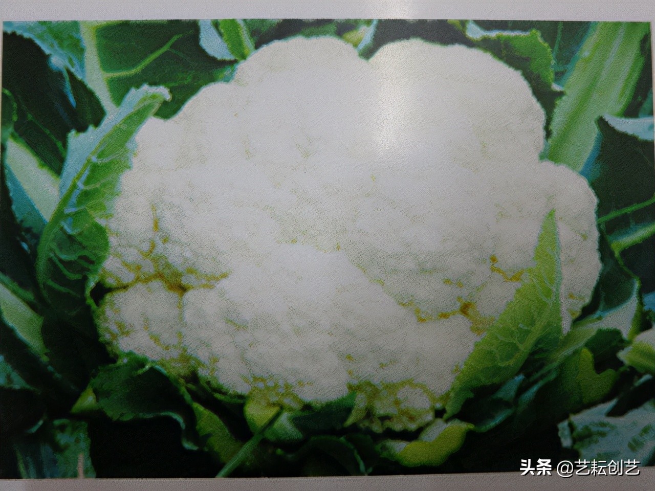 全国农产品地理标志分布地图,全国地理标志农产品