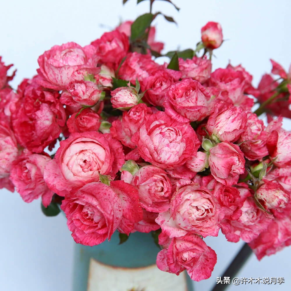 完全无刺的月季花,月季没刺的品种