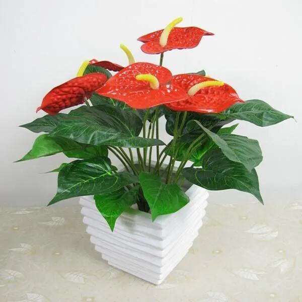 红掌的叶子上出现黄斑怎么办,红掌叶长黑斑什么原因