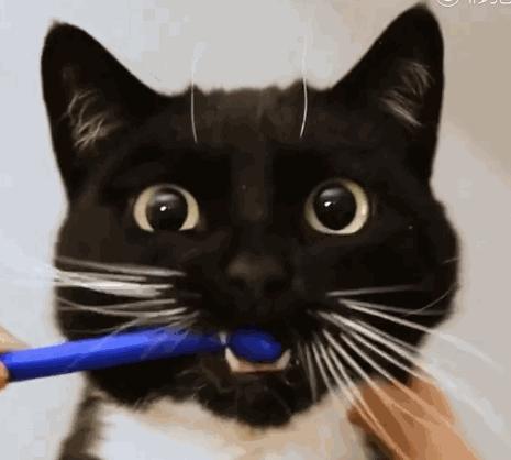 猫狗必备的药,收藏必备药品