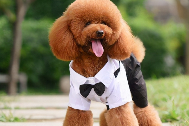 泰迪犬只吃饭怎么回事,泰迪狗不吃狗粮有什么办法