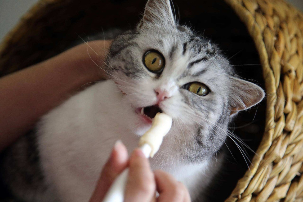 猫咪得了猫癣怎么治最有效,猫咪得了猫癣怎么治疗好得快一些