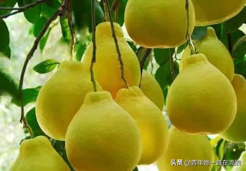 白肉的柚子和红肉的哪个好,如何分辨柚子是红肉还是白肉