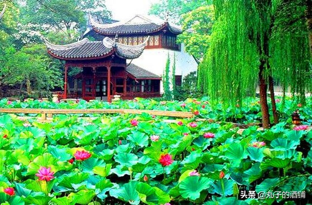 活动赏荷观光让你沉醉在这个夏天,这个夏天来苏州赏荷吧