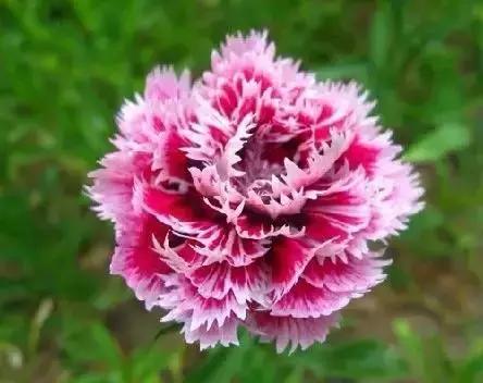 世界各国国花大开眼界美到爆,世界各国国花及国树