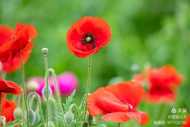 伏牛笔耕苑第263期2021.4.26