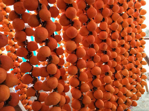 摘柿子做柿饼,摘了好几天的柿子能做柿饼吗