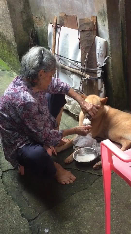 奶奶用勺子强行给狗喂饭,狗狗不吃饭奶奶亲自用勺子喂狗吃