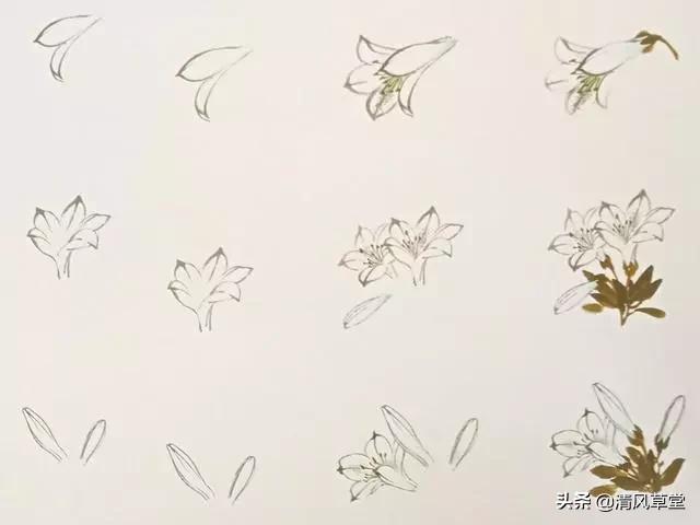 少儿国画花卉画法视频,各种花卉的100种画法