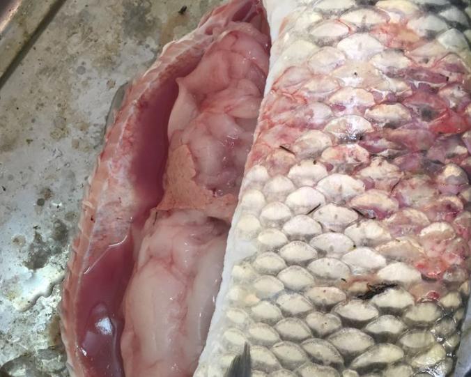 草鱼烂身病的原因和治疗方法,草鱼苗发黑烂身是怎么回事