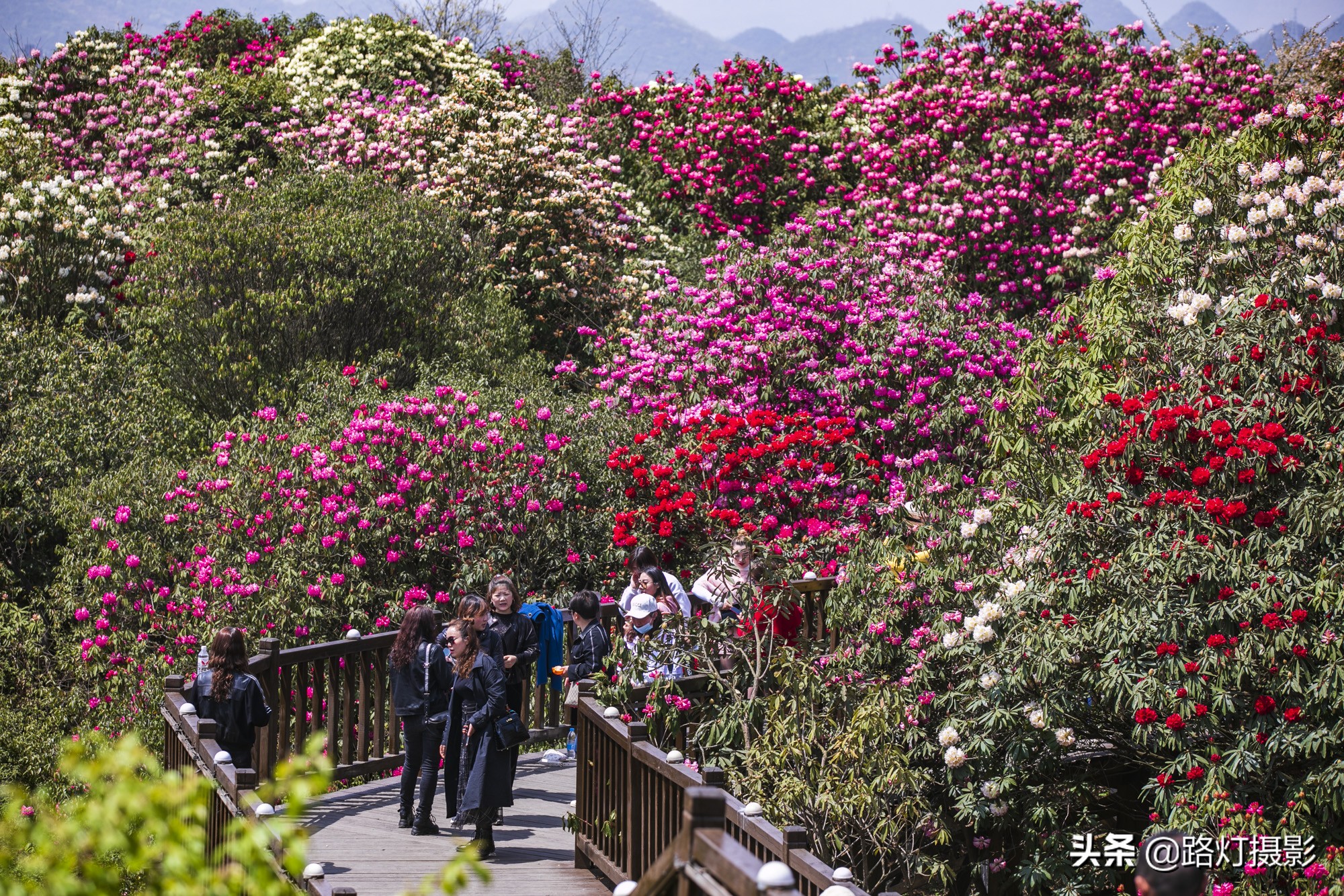 世界之最贵州毕节百里杜鹃花,毕节百里杜鹃花游记