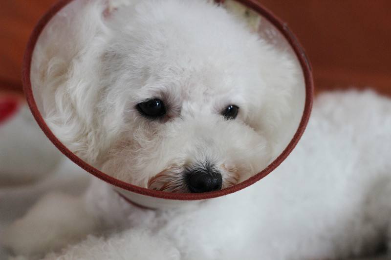 怎么预防蜱虫叮咬狗狗,避免蜱虫上狗狗身上喷什么药