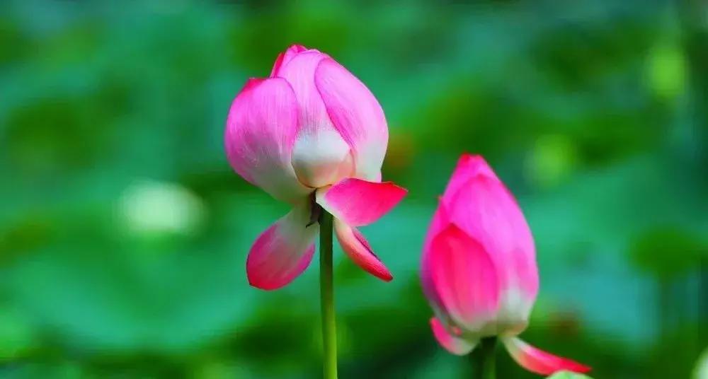 最美赏荷胜地,中国最美荷花美景排名前十