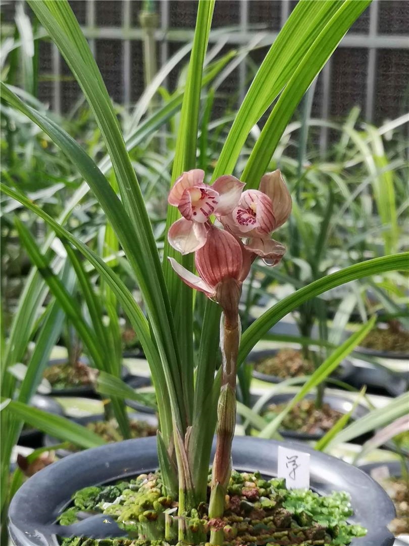 2004年，他偷偷将建房款用于投资天价兰花，老婆知晓后和他离婚