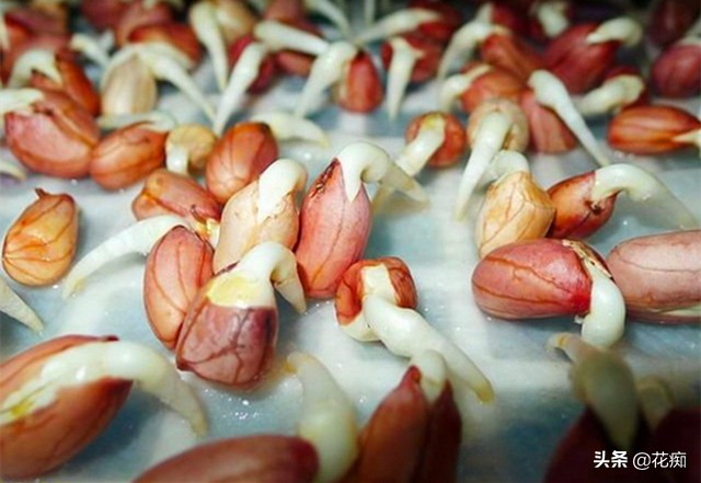 好吃新鲜花生,怎么发花生芽又粗又嫩
