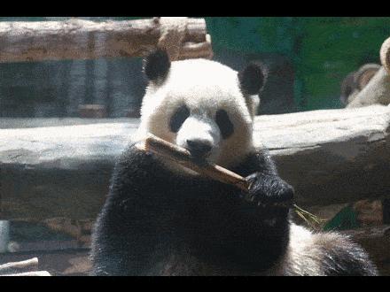 竹笋最著名的诗句,竹笋的诗句古诗带赏析