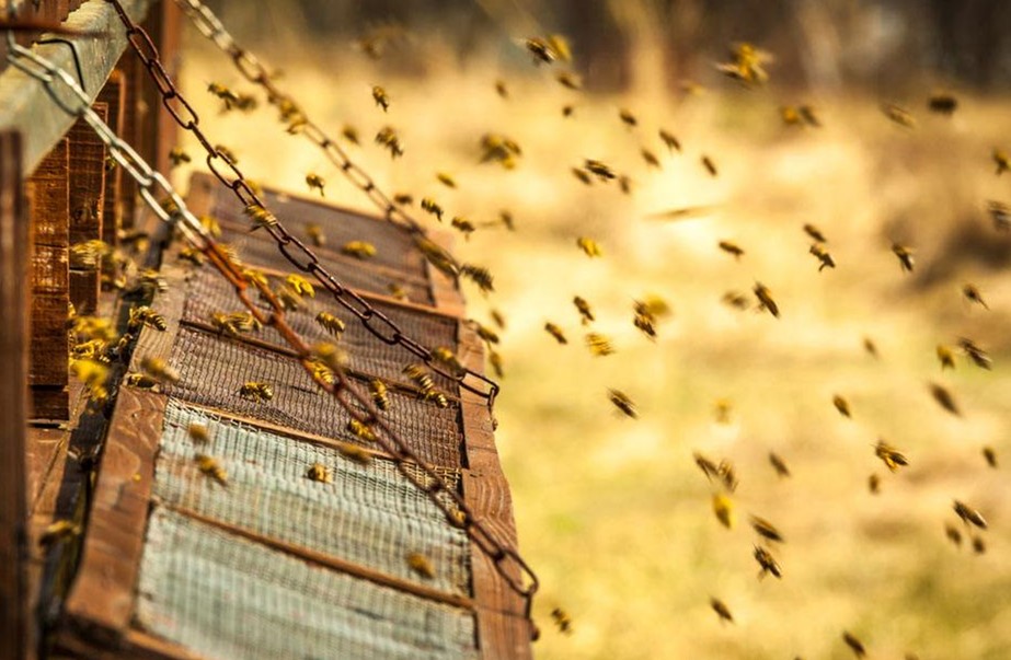 彻底消灭蜂农养的蜜蜂最简单方法,蜜蜂常见病害及防治方法