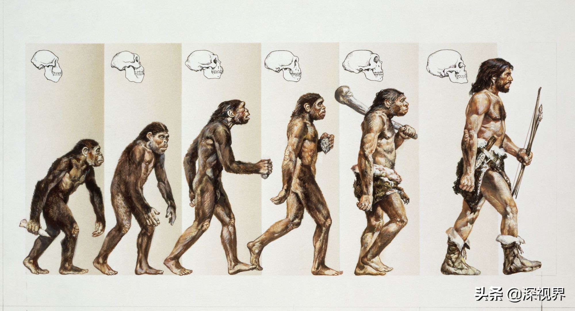 人类进化论为什么有20万年空白,人类进化史出现了20万年的断层