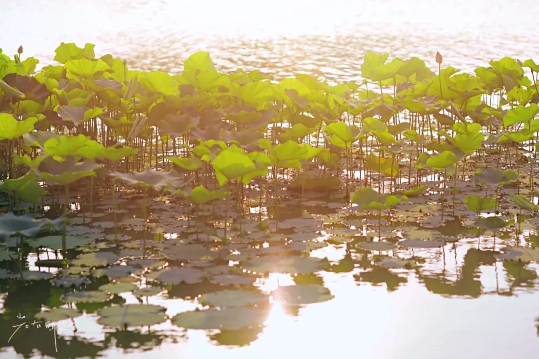 娌欏娴滈鏅尯鑺辨捣,娌欏娴滅殑绱壊鑺辨捣