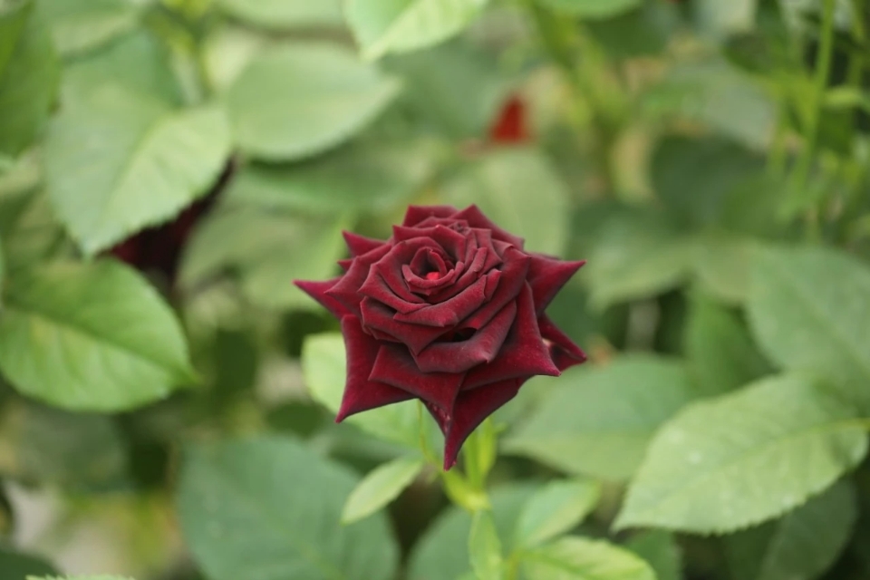 红的月季花,红的发黑玫瑰品种