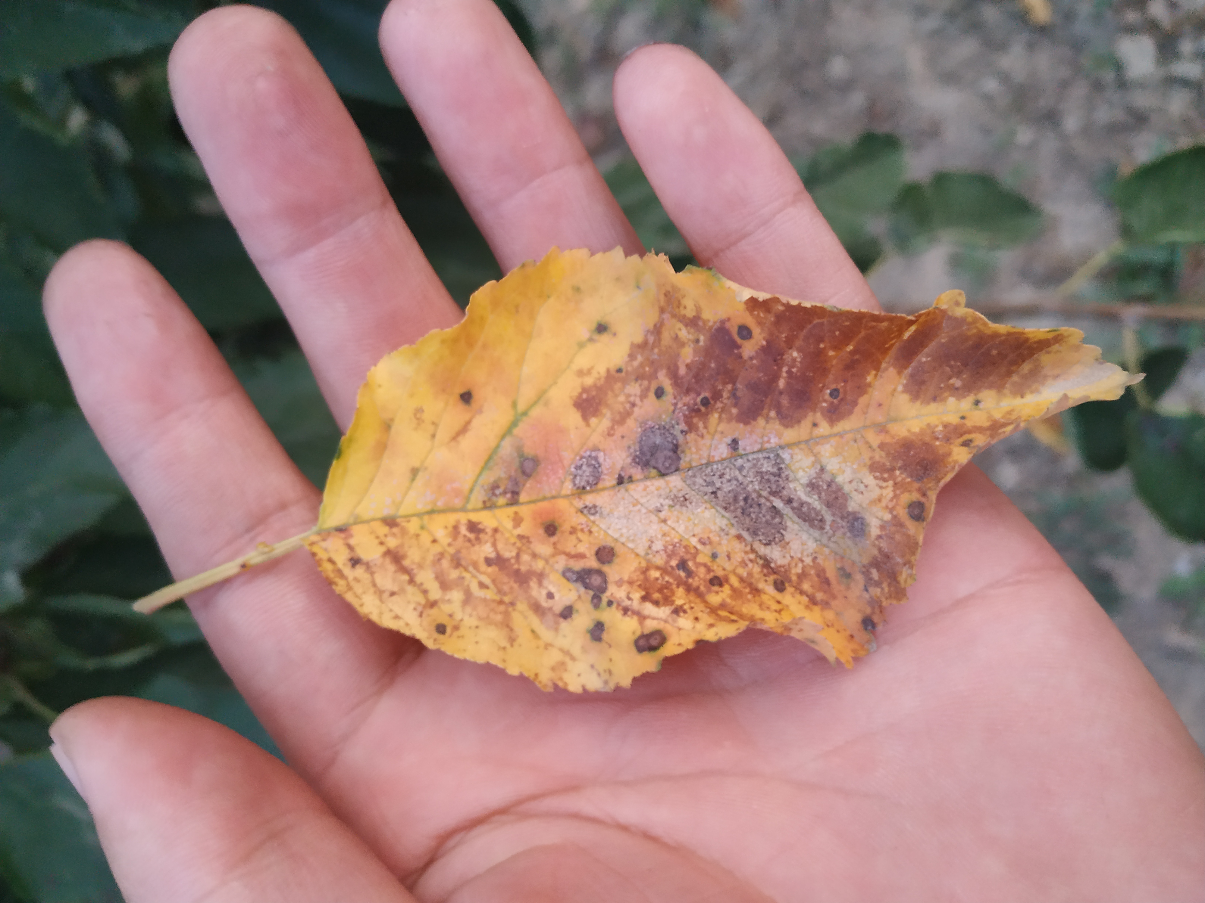 樱桃树有点枯萎怎么处理,樱桃树大量落果实是什么原因