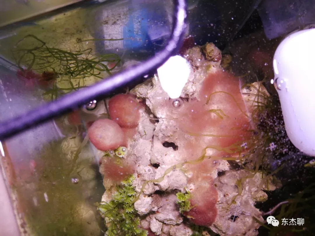 海缸刚开缸怎么饲养,海缸np双零珊瑚会白化吗