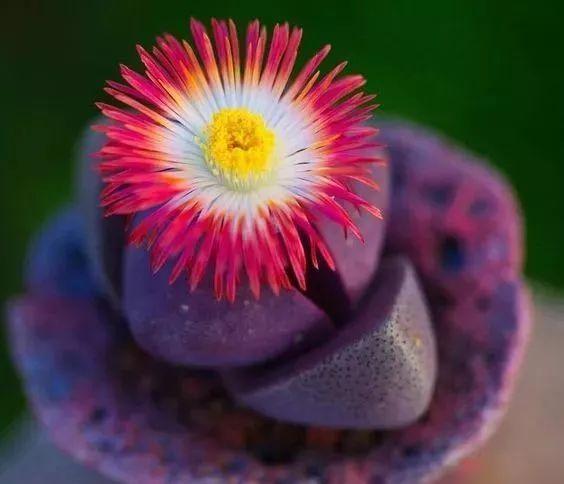 多肉生石花好看视频,多肉生石花开图