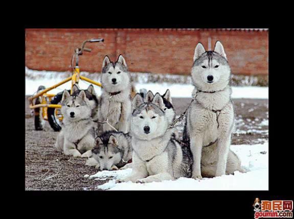 狗狗大全,送给喜欢狗的人）