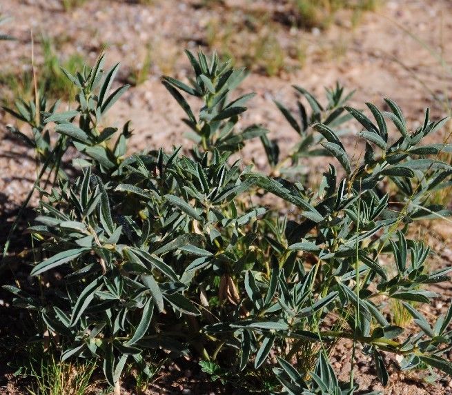 建房子怎么防蛇驱蛇最有效,庭院防蛇虫用什么药