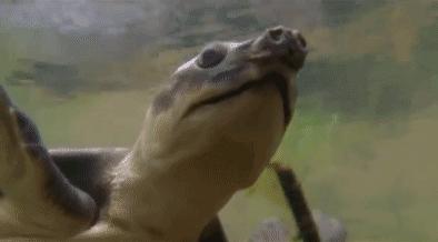 龟龟长大了,我滴个龟龟是什么意思