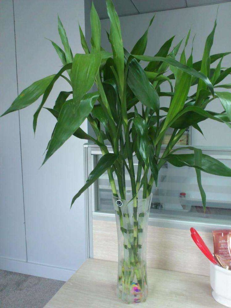 富贵竹黄叶了怎样补救不长根,富贵竹叶子没有生根发黄怎么办