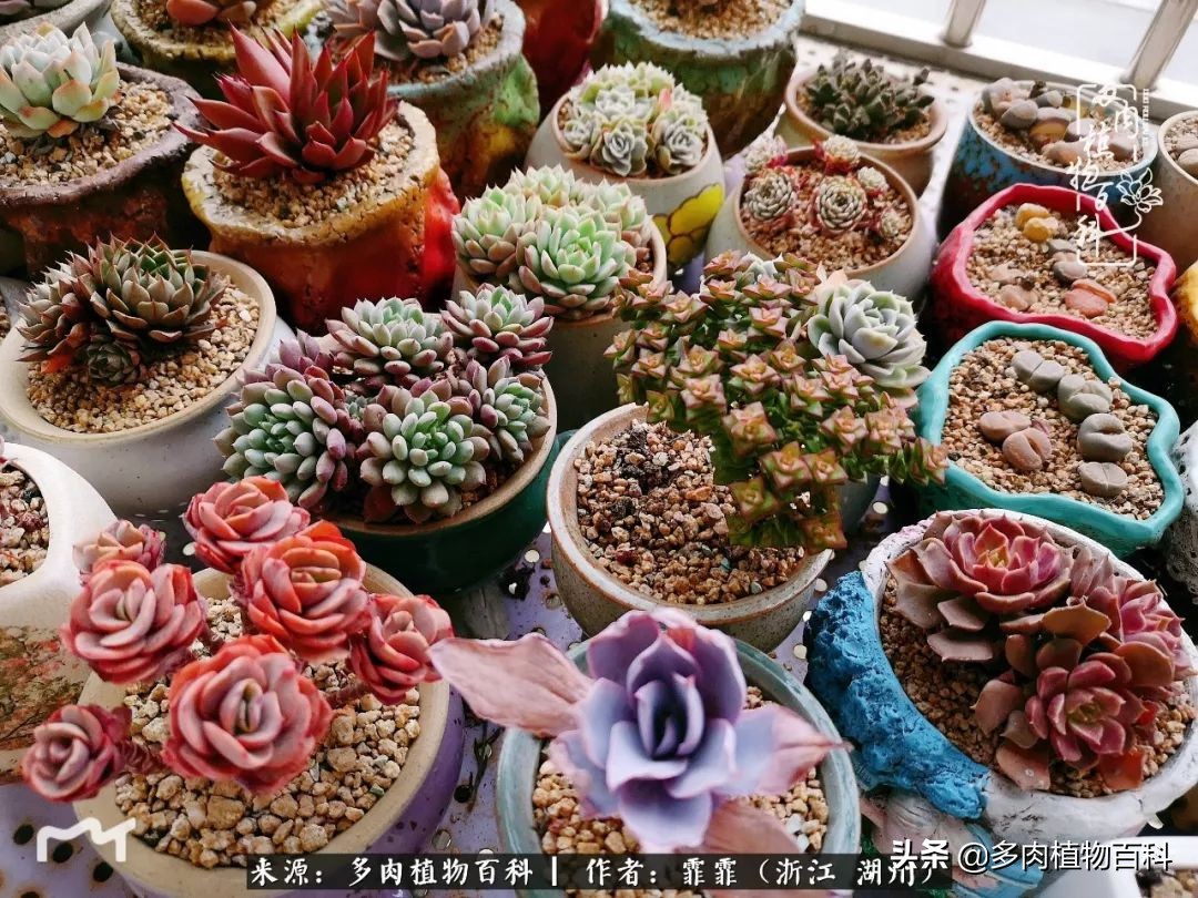 包邮区多肉度夏养护心得,阳台党养多肉怎么度夏