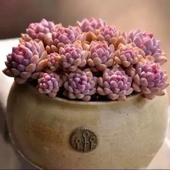 多肉是如何上色的,多肉怎么上色快又好看的绝招