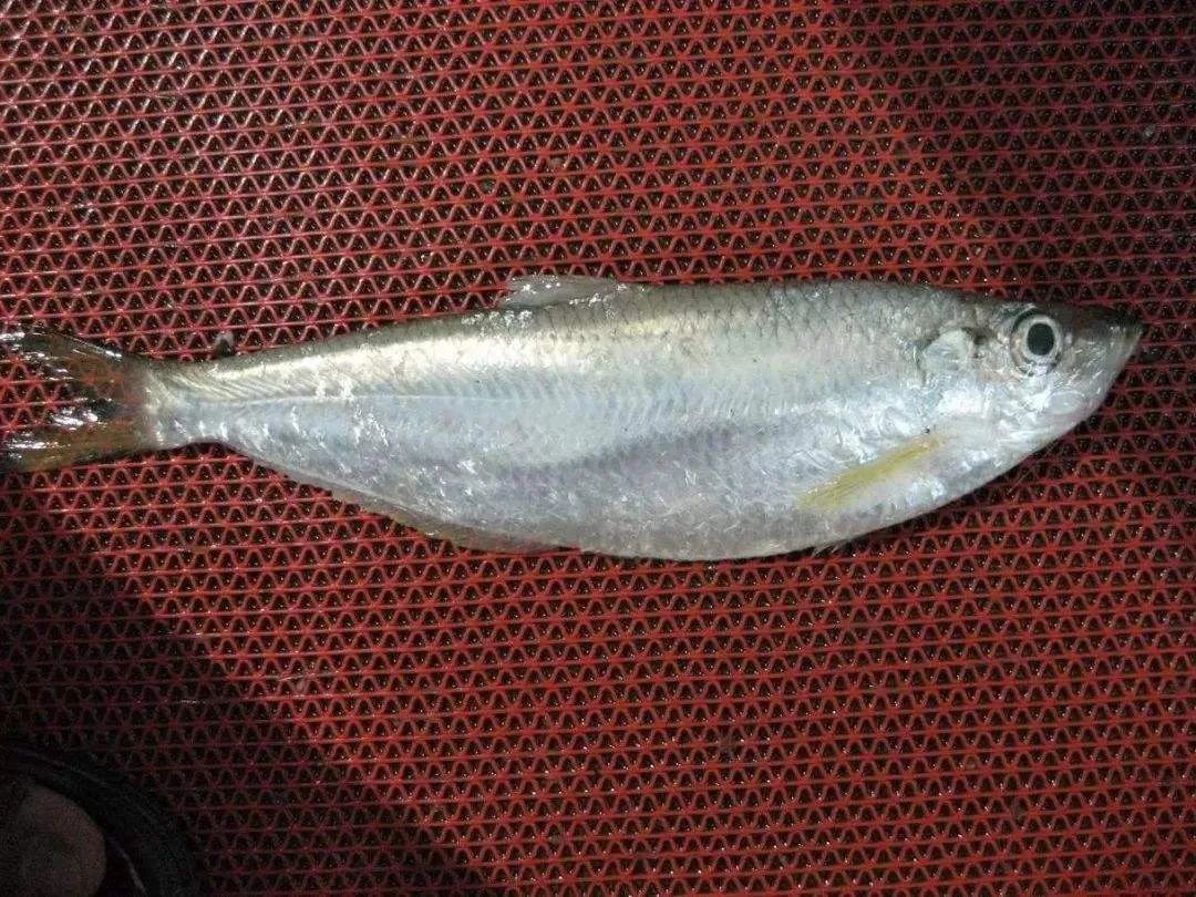 有什么样鳞片的鱼不能吃,这六种鱼千万不要吃