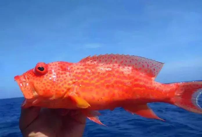 成都可以去的小岛,成都小岛旅游推荐路线攻略