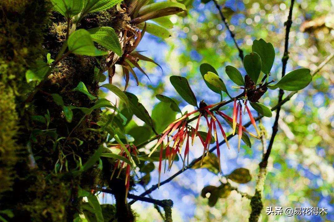 兰花国家级濒危珍稀物种布袋兰,国家保护植物兰花品种介绍