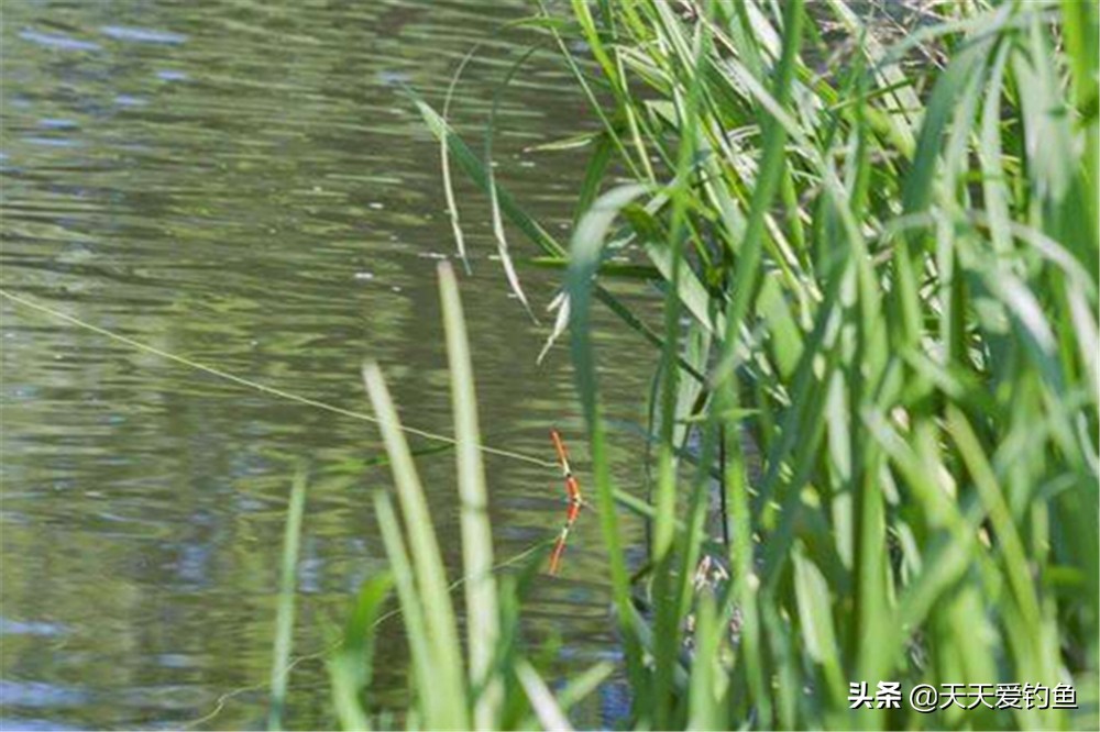 十多度钓草鱼技巧和方法,按照以下几种方法钓草鱼十拿九稳