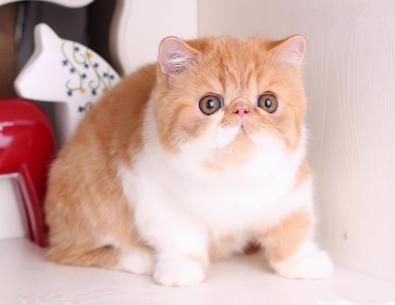 最“听话”的6种猫咪，主人说“东”绝不会往“西”