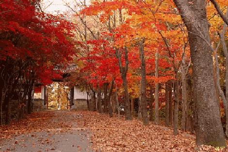 金秋俄罗斯≈霸占一年最美！蜗牛自组限时4K起特价，团队免签